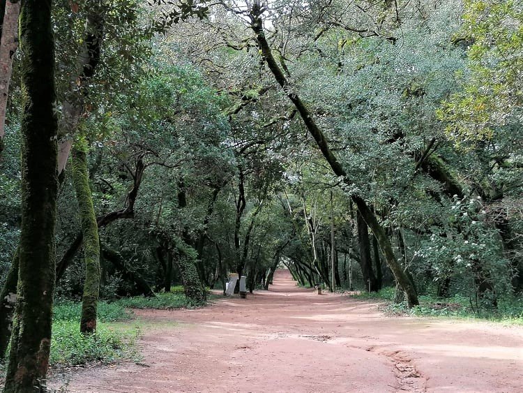 Caminho arborizado dentro da Mata Municipal do Bombarral